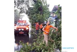BENCANA SOLO : Pohon Tumbang saat Hujan Deras, Lalu Lintas 2 Ruas Jalan Terganggu