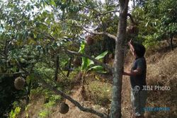 WISATA MADIUN : Durian Kawuk Khas Segulung Hanya Dijual Jika Jatuh atau Matang Pohon