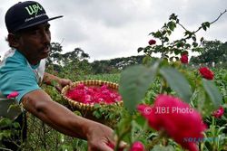 FOTO PERKEBUNAN JATENG : Bunga Mawar Dipanen di Bandungan