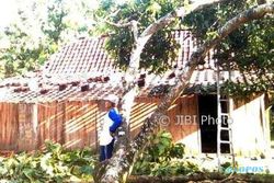 ANGIN KENCANG SRAGEN : 50 Pohon Tumbang dan 12 Bangunan Rusak Ringan di Sukodono