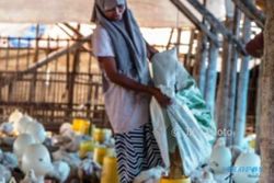 FOTO PETERNAKAN JATENG : Ayam Potong Diternakkan di Demak