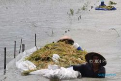 FOTO BENCANA JATENG : Petani Kebanjiran, Menteri Panen Raya