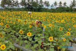 Taman Bunga Matahari yang Instagram-able Juga Ada di Magelang