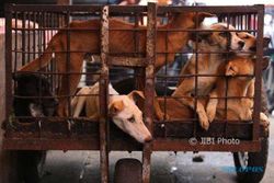 SOLO SURGA KULINER GUKGUK : Aturan Ini Cukup bagi Pemkot untuk Larang Peredaran Daging Anjing