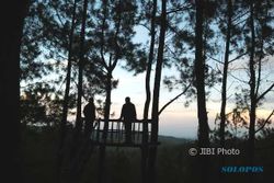 WISATA MADIUN : Menikmati Keindahan Alam Sembari Berselfie di Hutan Pinus Nongko Kuning