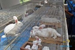 FOTO PETERNAKAN SEMARANG : Kelinci Putih nan Lucu dari Bandungan