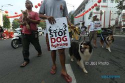 Pedagang Daging Anjing di Bali Tinggal 11, Solo Berapa?