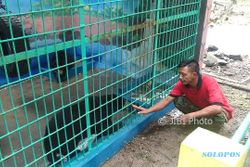 WISATA SRAGEN : Ada yang Baru di Ndayu Park, Sepasang Beruang Madu dari Kalimantan