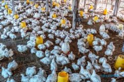 Harga Ayam Tak Kunjung Membaik, Peternak Soloraya Bersiap Demo Ke Jakarta