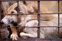 SOLO SURGA KULINER GUKGUK : Masyarakat Bisa Usulkan Perda Perlindungan Anjing, Asalkan Syarat Ini Terpenuhi