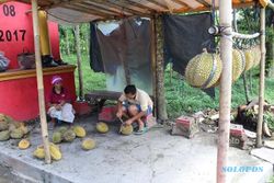 3 Tahun Menanti, Petani Jatinom Klaten Panen Durian sampai Melimpah