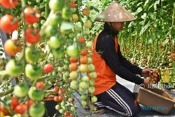 FOTO PERTANIAN JATENG : Tomat Bandungan dari Kebun Hidroponik