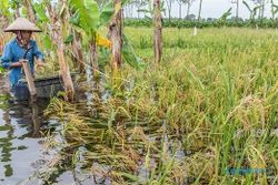 FOTO BENCANA JATENG : Petani Demak Terpaksa Panen Padi