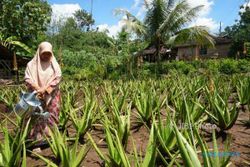 KISAH INSPIRATIF : Warga Gunungkidul Ini Kembangkan Aloevera, Hasilnya Luar Biasa