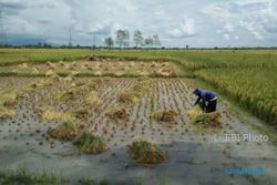 BANJIR MADIUN : Puluhan Hektare Padi di 2 Kecamatan Terendam Air, Petani Panen Dini