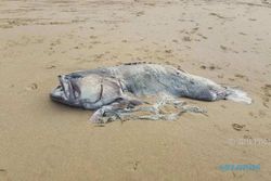 Ikan Misterius Gegerkan Pengunjung Pantai di Australia