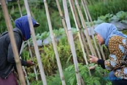 PILKADA 2018 : Niat Beli Sayur, Ida Fauziyah Malah Dikeluhi Petani Sayur
