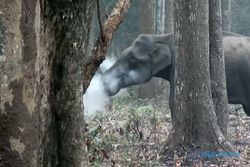Gajah di India Tertangkap Kamera Sedang ‘Merokok’, Ilmuwan Pun Bingung