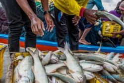 Duh, KKP Sebut Laut Jawa Over-Fishing, Ikan Tongkol Sulit Didapat