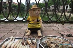 KISAH UNIK : Lucunya, Kucing Ini Jadi Pedagang Ikan