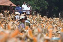 AGENDA PRESIDEN : Jokowi Memanen Padi dan Bagikan SK Perhutanan Sosial di Tuban
