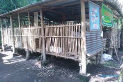 DANA DESA KLATEN: Desa Tangkil Pilih Kembangkan Peternakan Kambing Peranakan Etawa