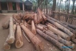 Pria Ponorogo Terciduk Curi 100 Pohon Jati dan Akasia di Hutan