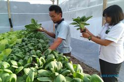 Yayasan Harmoni Ajak Tanam Sayuran Hidroponik