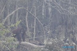 Pakar Primata Khawatir Orangutan Punah Akibat Karhutla