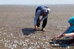 Ribuan Ikan Mati Viral di Pantai Cilacap Bukan Terpapar Polusi