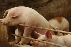 10 Ekor Babi di RPH Solo Kena Virus African Swine Fever, Asalnya Dari Karanganyar