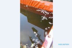 Solo Panas Banget, Ratusan Bibit Ikan Nila Mati di Kolam