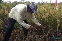 Jatim-Jateng Mulai Panen, Kementan Harap Stok Pangan Nasional Bertambah