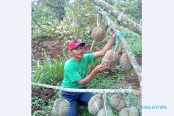 Durian dari Pogog Wonogiri: Punya Cita Rasa Khas, Beratnya Bisa 10 Kg