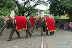 Kebun Binatang Surabaya Buka Lowongan untuk Dewan Pengawas