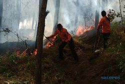 Perhutani: Kebakaran Hutan Gunung Lawu Karena Ulah Manusia