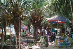 Kampung Kelapa Kopyor di Pati Pikat Wisatawan, Apa Sih Menariknya?