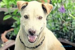 Hiii.... Kasus Anjing Gigit Manusia Masih Terjadi Di Sukoharjo, 10 Orang Jadi Korban