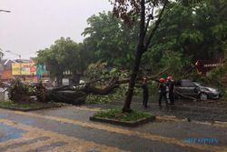 Mobil Wisatawan Kediri Penyok Tertimpa Pohon Tumbang di Jl. Slamet Riyadi Solo