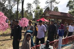Sakura di Sakura Hills Karanganyar Diklaim Bisa Berbunga 2 Kali Setahun