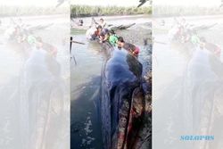 Paus Terdampar di Sungai, Nelayan Cilacap Gotong-Royong Kembalikan ke Laut