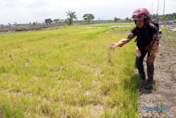 Selain Tikus, Jebakan Listrik Juga Bunuh Ular, Ekosistem Sawah Terganggu?