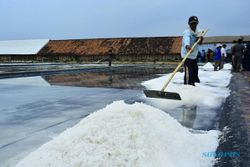 Harga Garam di Cirebon Anjlok, Cuma Rp100/Kg