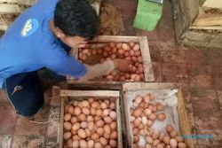 Harga Telur di Sragen Meroket hingga Rp23.500/Kg