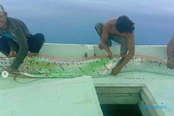 Ikan Oarfish Kerap Dikaitkan Gempa-Tsunami Kembali Muncul