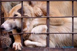 Gibran Pastikan Selidiki Rumah Jagal Anjing yang Buang Limbah ke Bengawan Solo