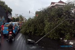 Pohon Beringin Tumbang Tutup Separuh Badan Jl. R.M. Said Solo