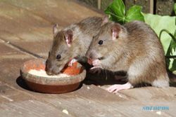 Jumlah Leptospirosis di Klaten Tembus 26 Kasus, 1 Meninggal