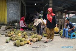 Tinggal Pilih, Banyak Lokasi Berburu Durian di Klaten