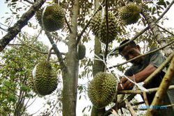 Purworejo Gagas Kampung Durian di Loano